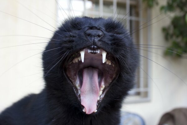 The black cat yawns contagiously