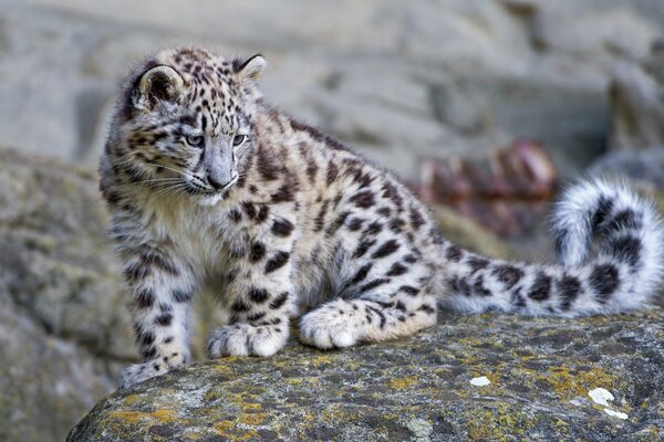 Snow leopard on a huge rock