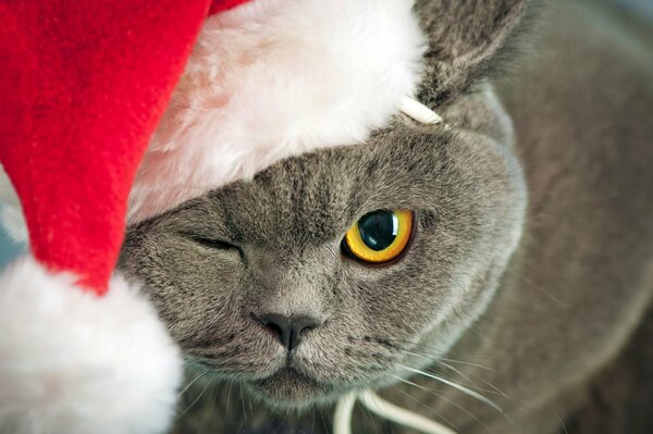 Grigio britannico strizza gli occhi in un cappello di Natale