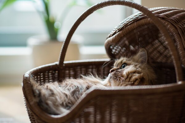 Kamillenkatze im Korb ruht