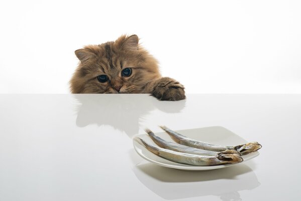 Il gatto vuole trascinare il pesce