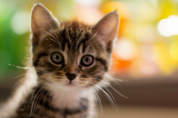 Chaton mignon avec des yeux gris