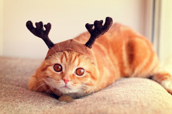 Sombrero en Scottish fold