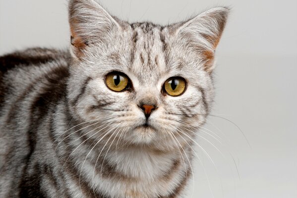 A beautiful gray cat with yellow eyes