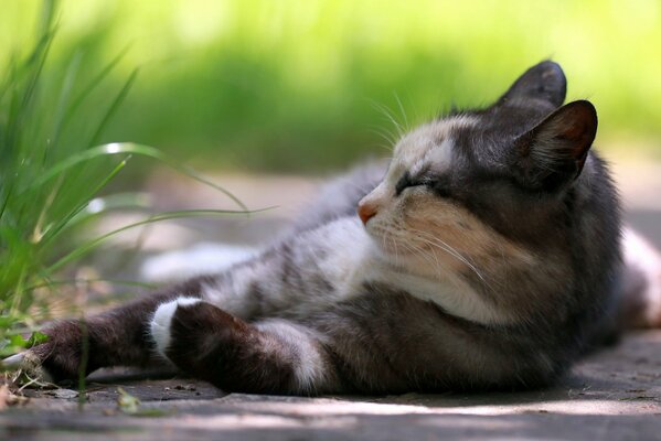 The cat is lying on the ground by the grass