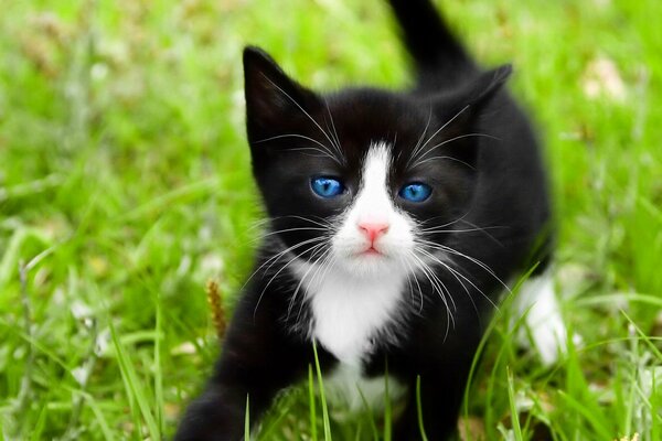 Chaton mignon sur l herbe verte