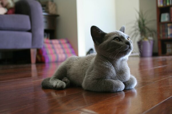 Chaton en peluche gris couché sur le sol