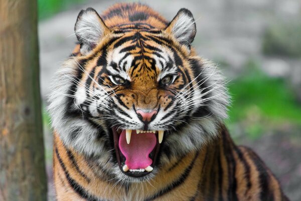 The Amur tiger. Predator s Grin