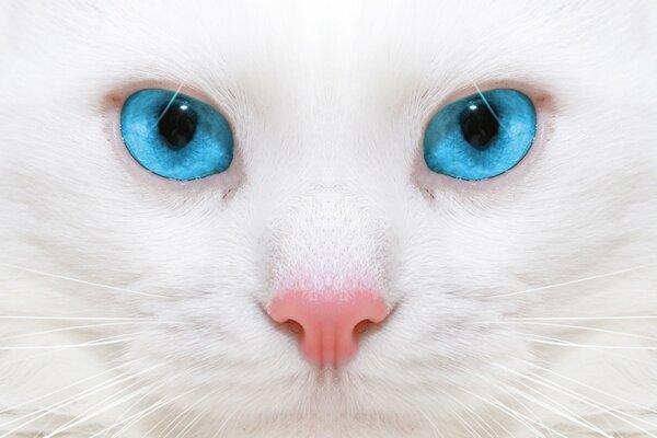 Gato blanco con ojos azules