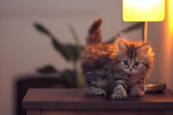 On the bedside table with the light under the lamp, the kitten stands like a daisy