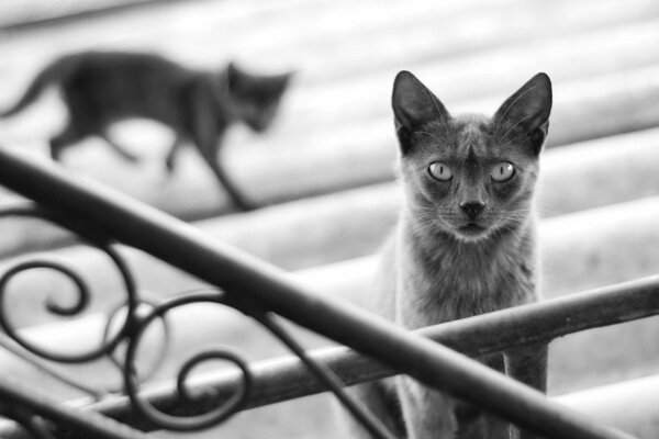 Schwarz-Weiß-Katzen auf den Stufen