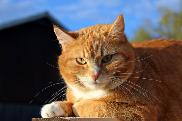 Chat roux se prélassant au soleil