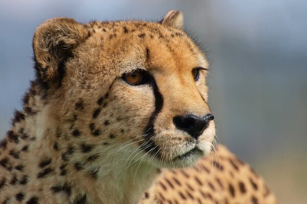 Guépard. Le regard d un prédateur sauvage