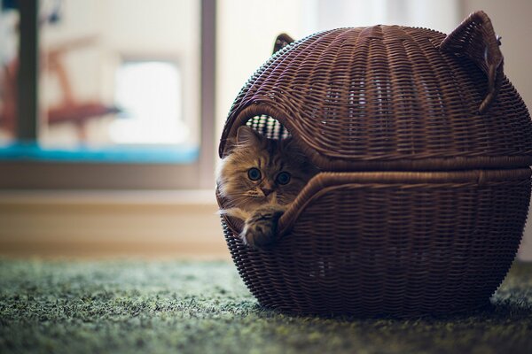 The kitten is lying in a wicker basket