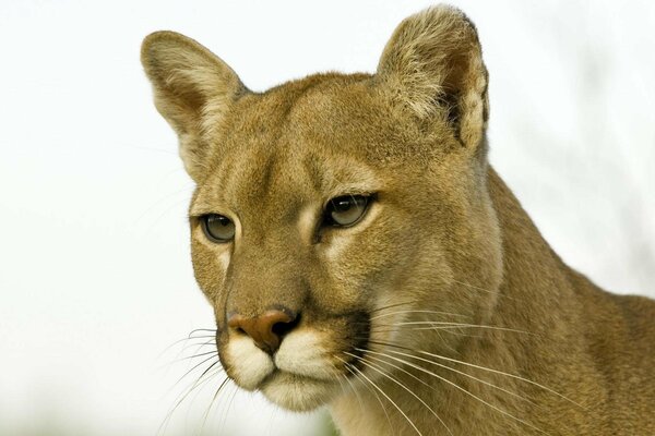 Red-haired cougar on a white background