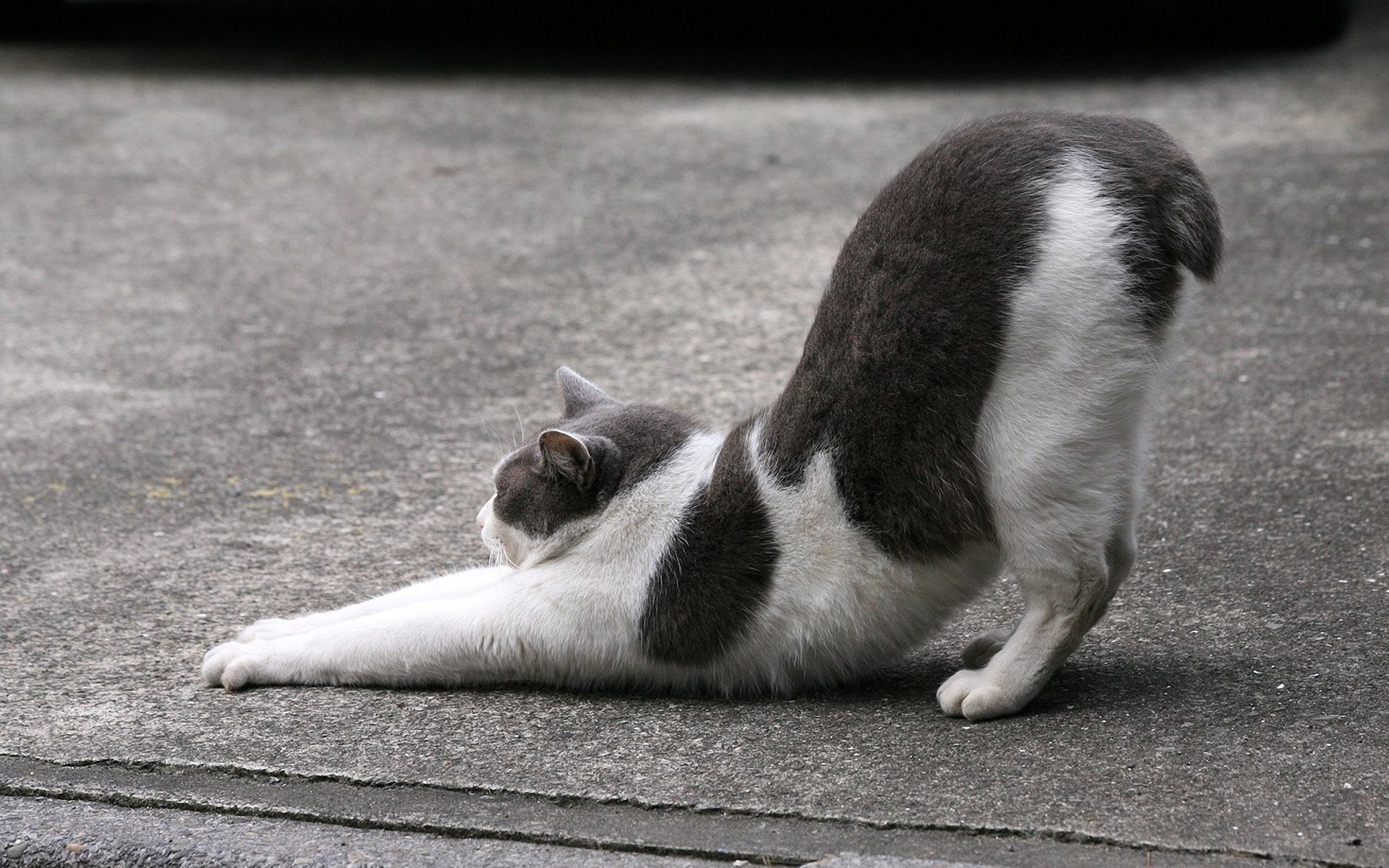 chat chat kote asphalte siroter rue queue courte noir et blanc