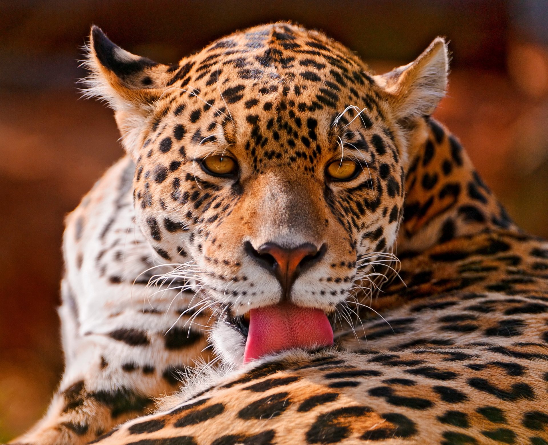 jaguar panthère onca tacheté grand chat se trouve se laver museau regard