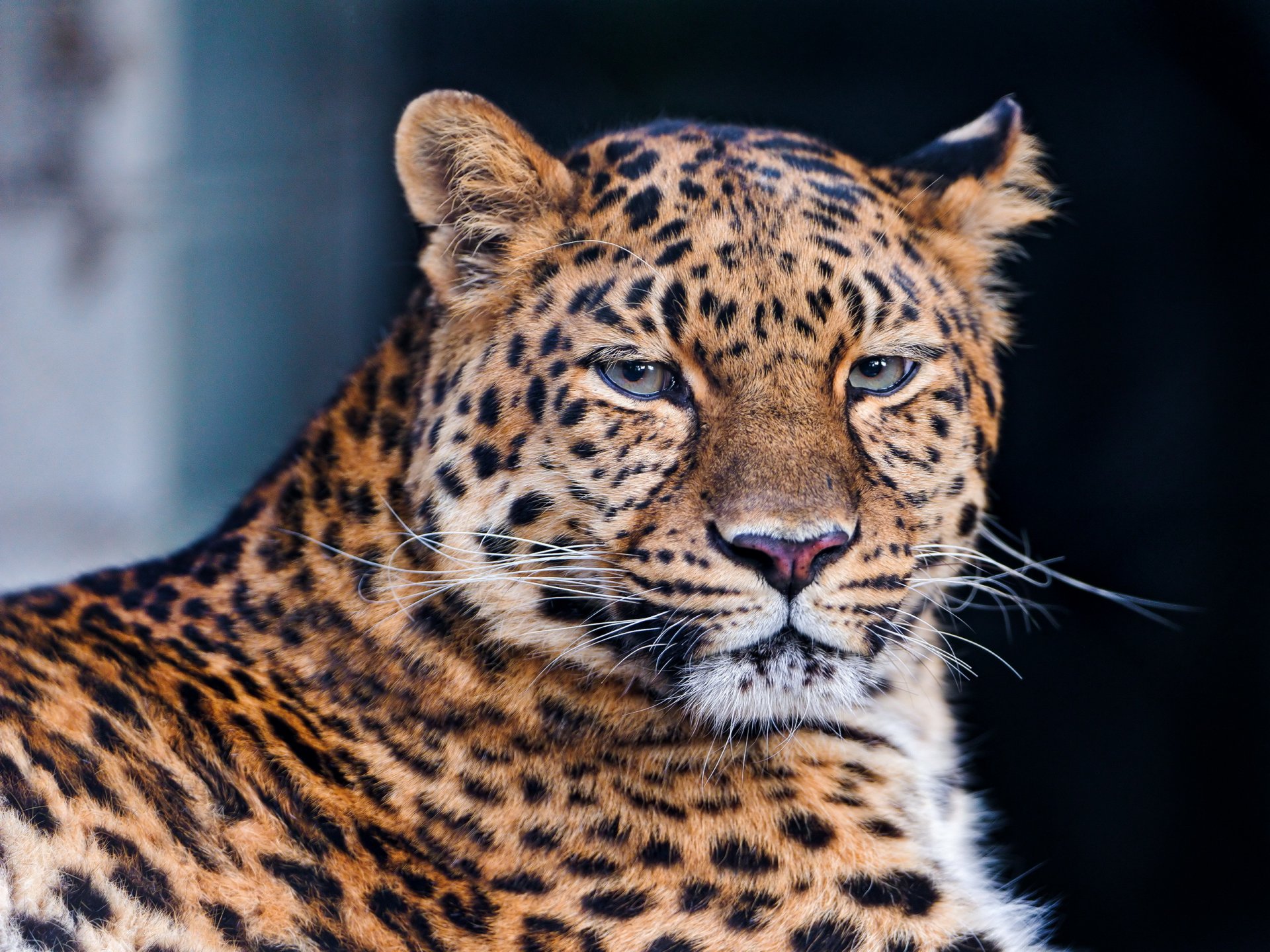 leopardo pantera pardus si trova muso sguardo baffi triste bello grande gatto maculato