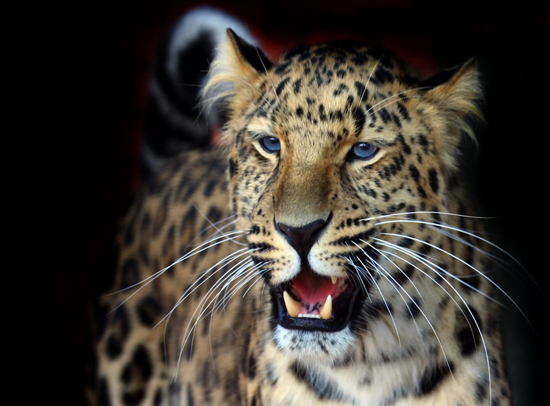 leopard panther pardus orientalisch flauschig grinsen tapete schön blick schnurrbart hintergrund