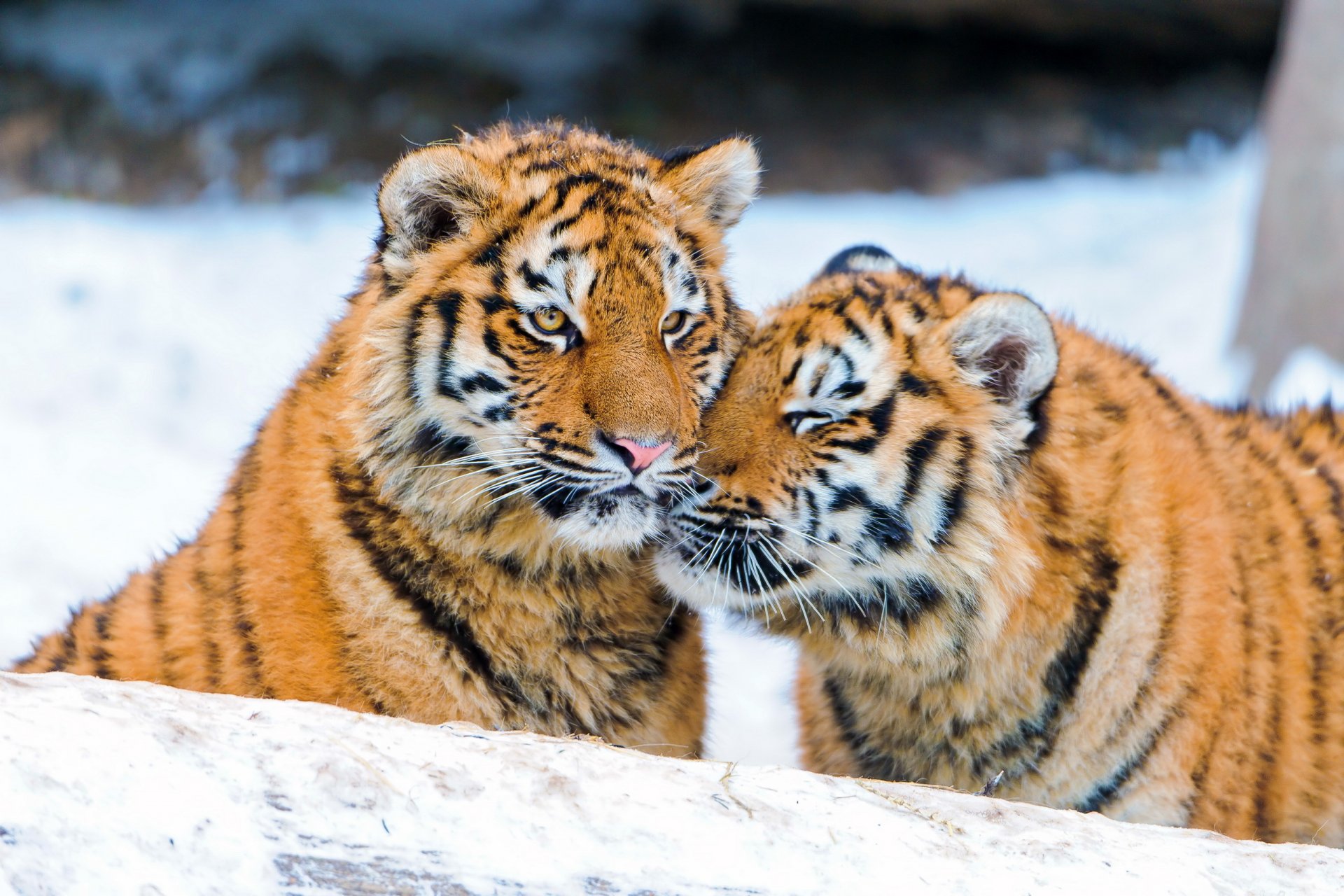 tigre tigres couple belette hiver neige