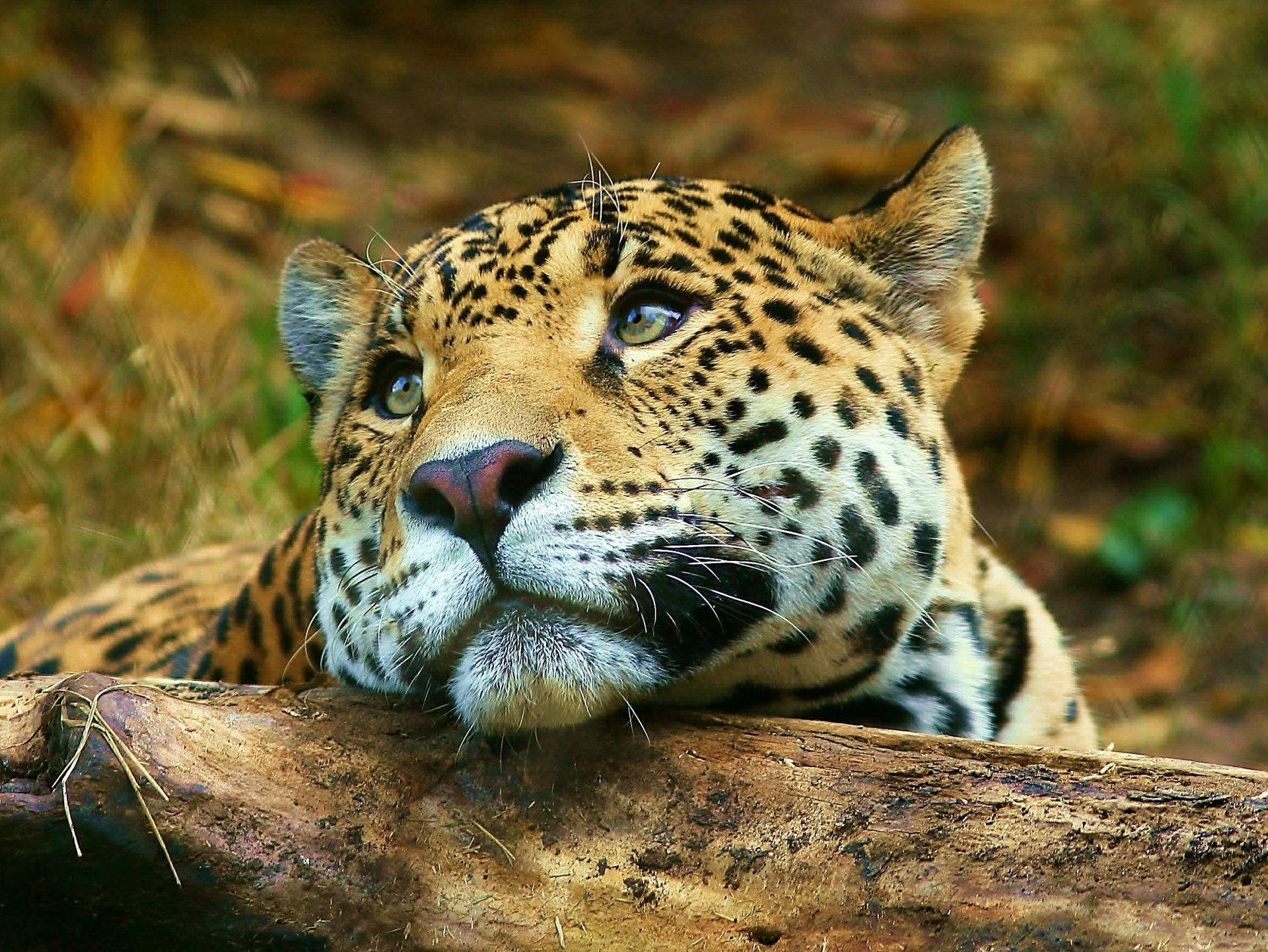 leopardo mirada mentira