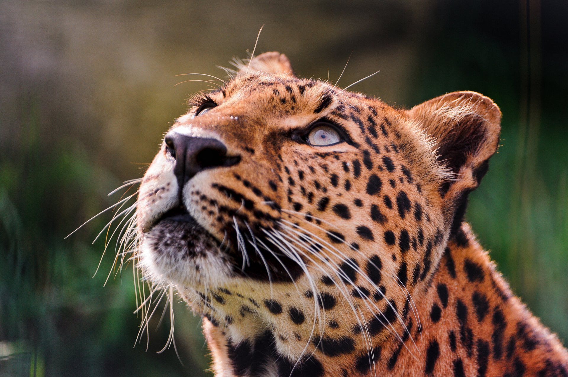 leopard augen schaut nach oben