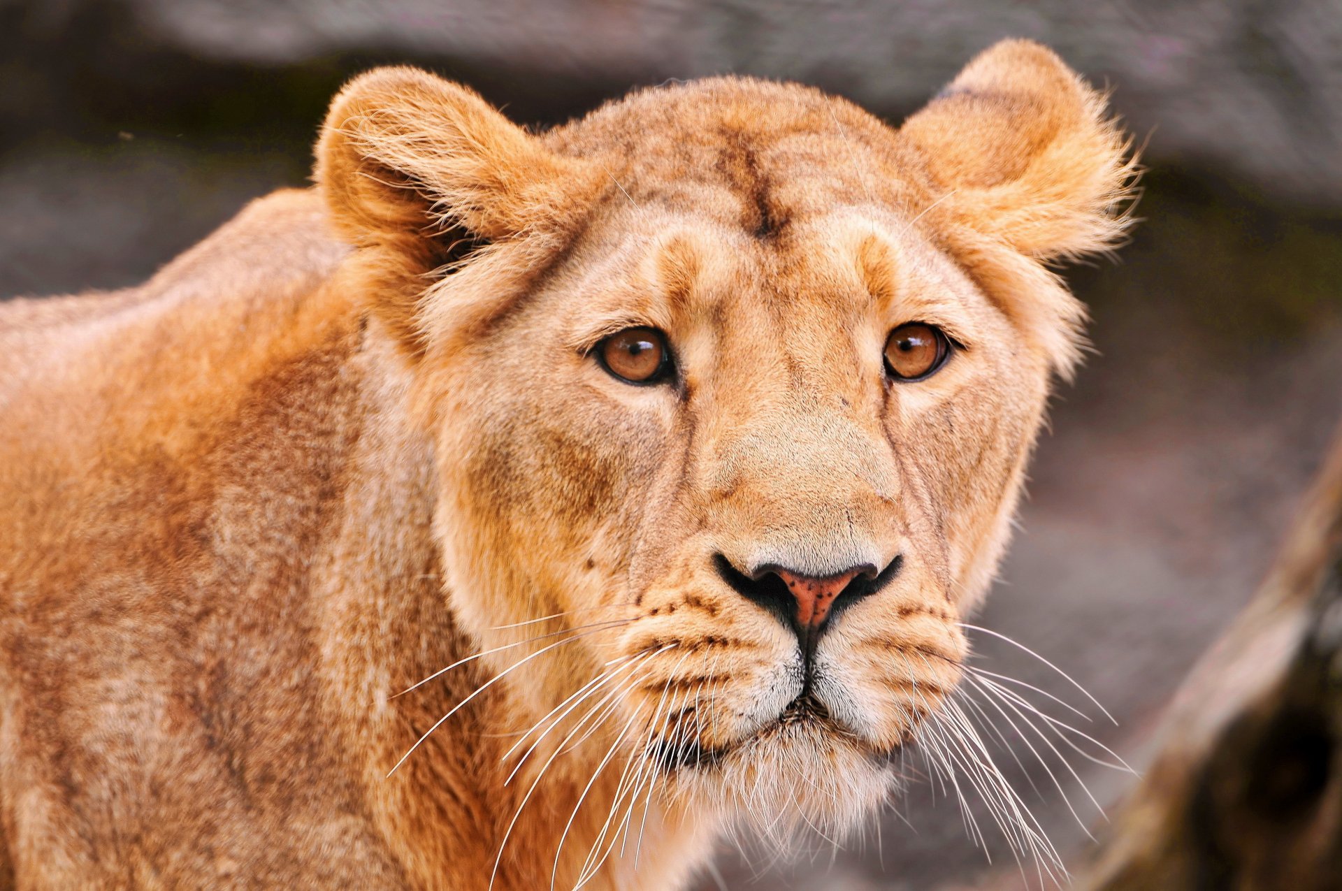 lionne prédateur regard triste