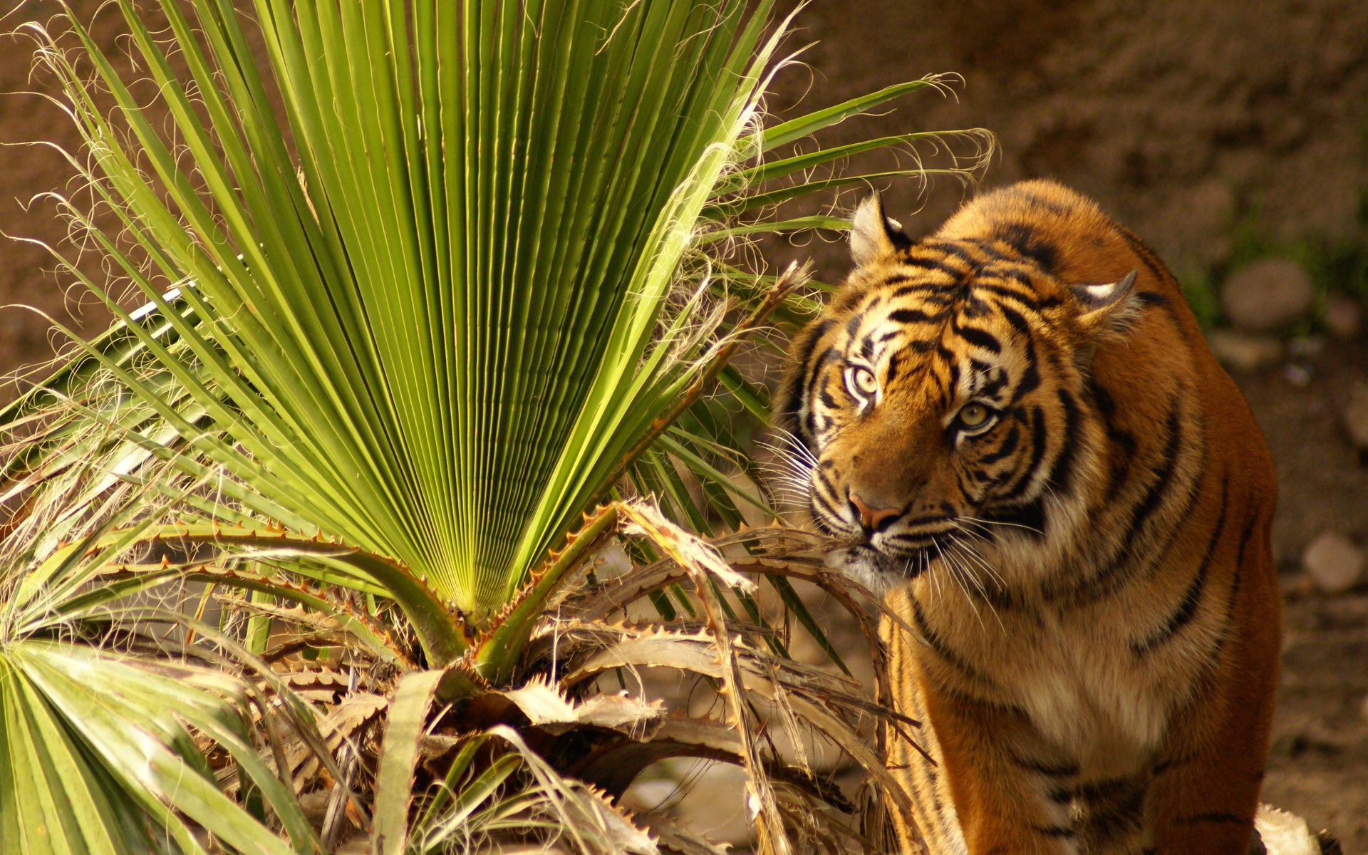 tigre guarda si siede teso occhi erba foglie pianta grande