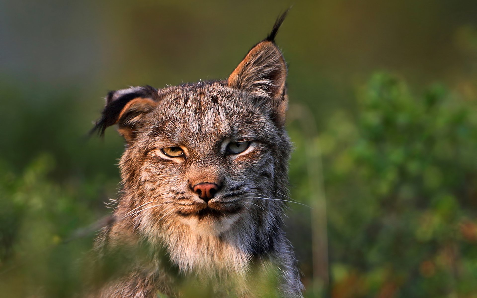 lince depredador felis lynx