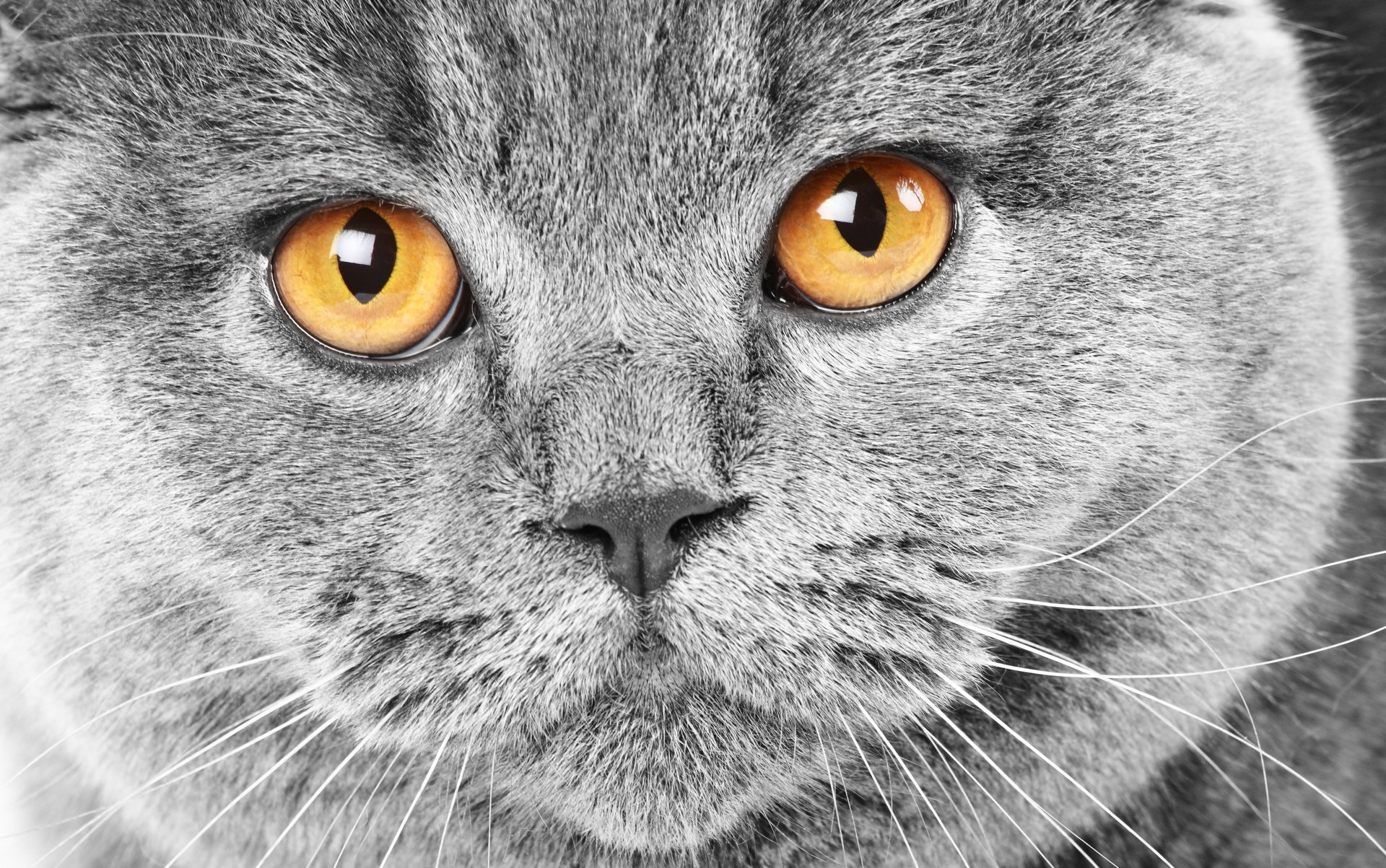 cat british british gray muzzle eyes yellow cat