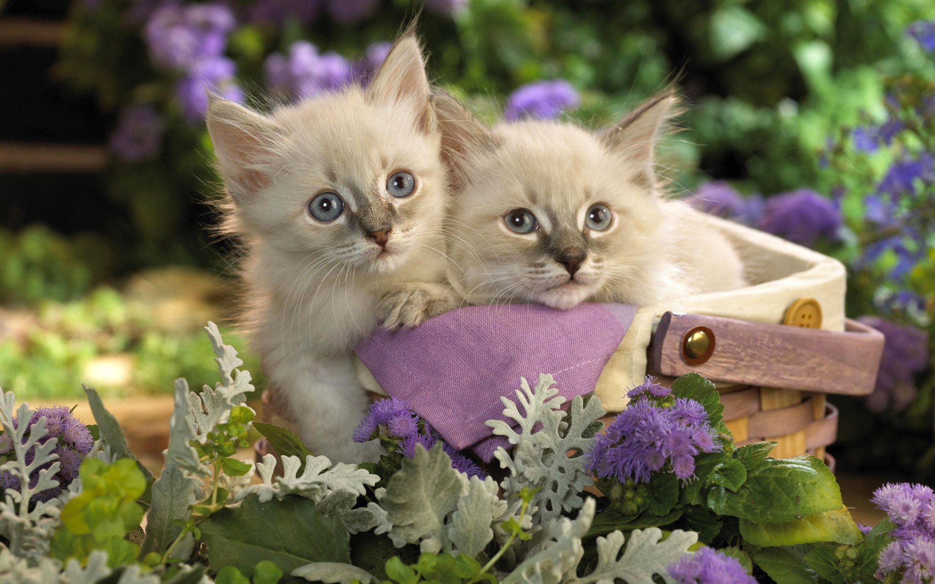 kätzchen kätzchen katzen katze korb korb kichererbse paar blumen garten flieder