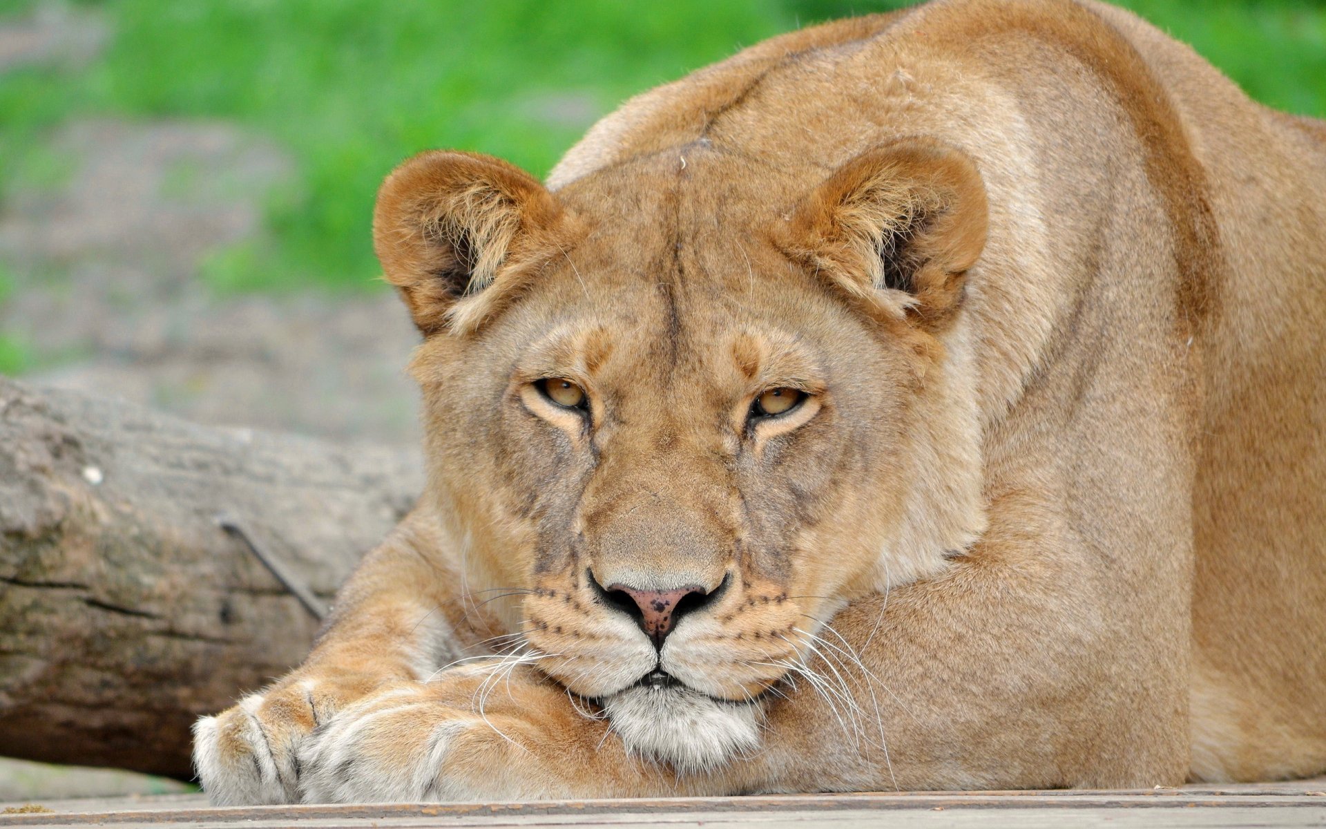 lion lionne panthère lion museau moustache regard pattes repos