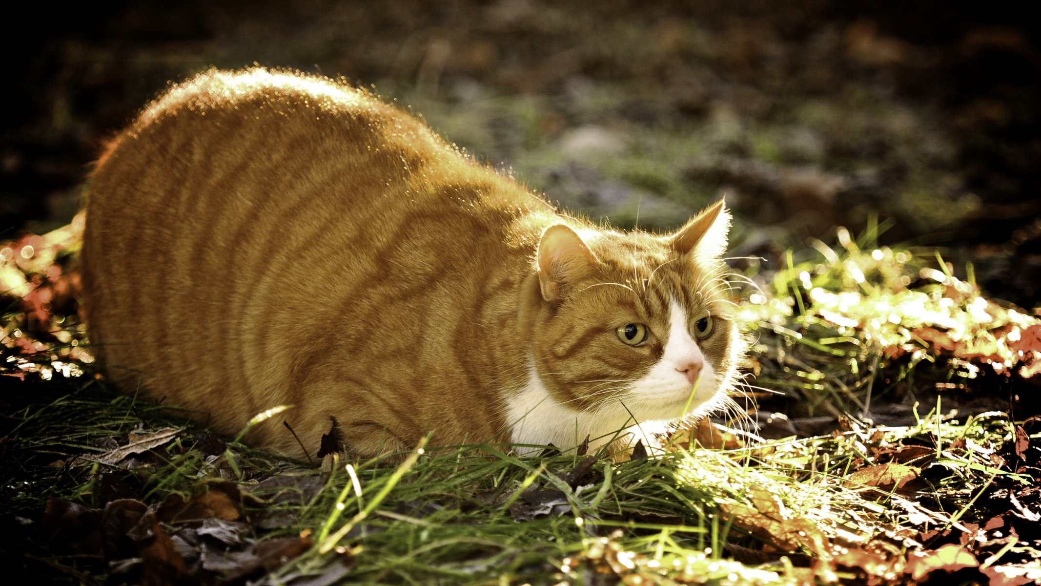 katze sommer natur