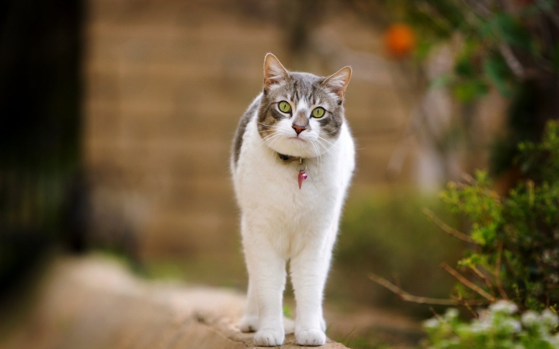 katze spaziergang natur