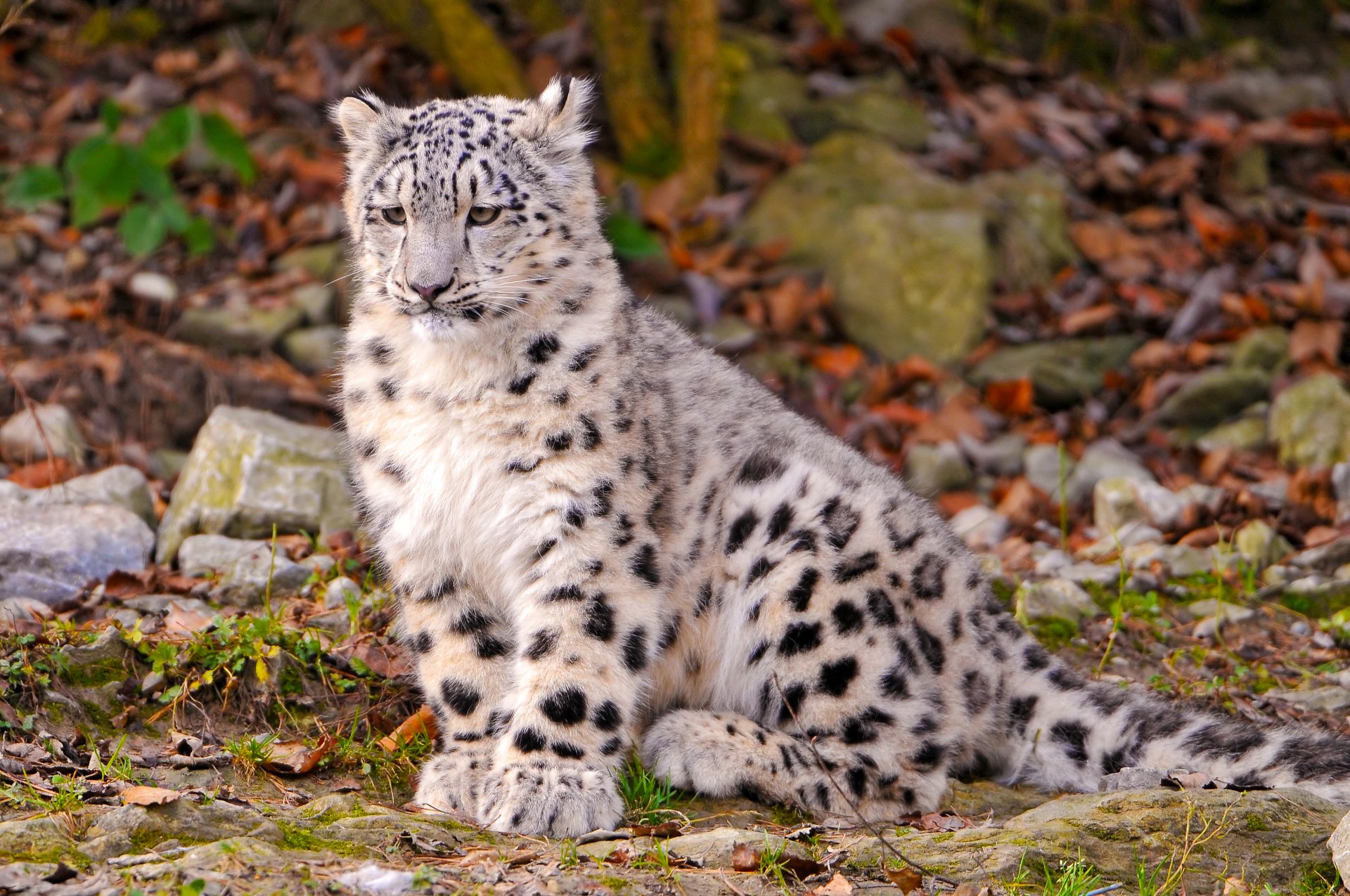 schneeleopard sitzt schaut nachdenklich