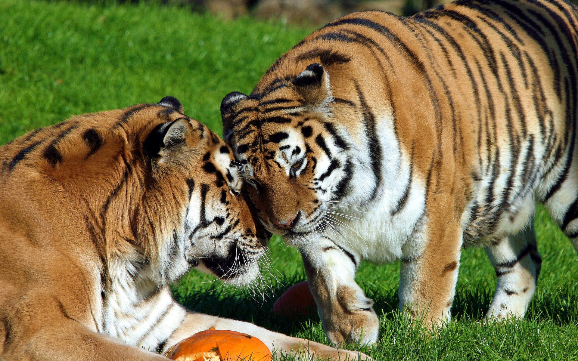 tigre amur pareja descanso comadreja