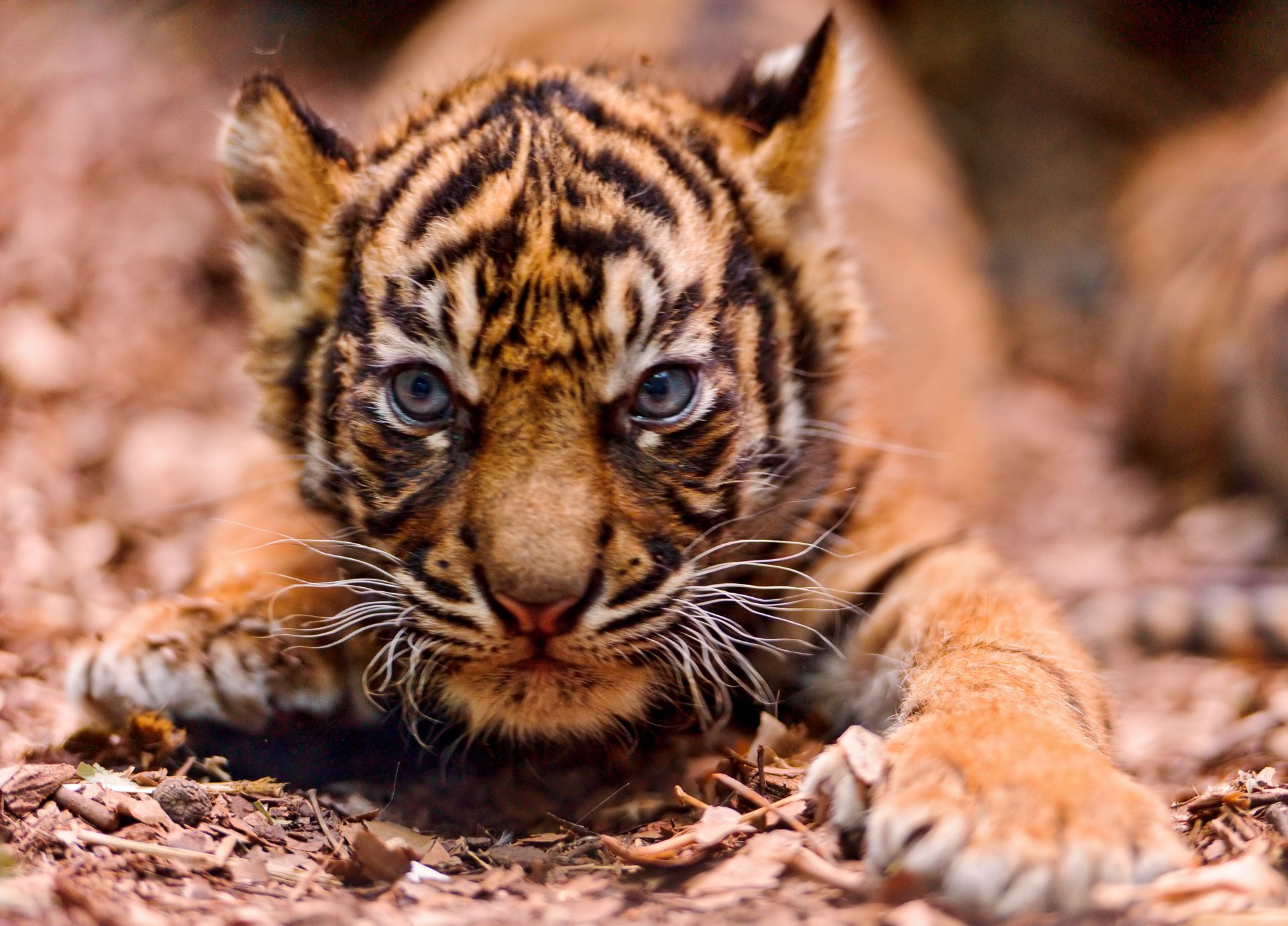 tigre pequeño malvado hocico en los sigilosos