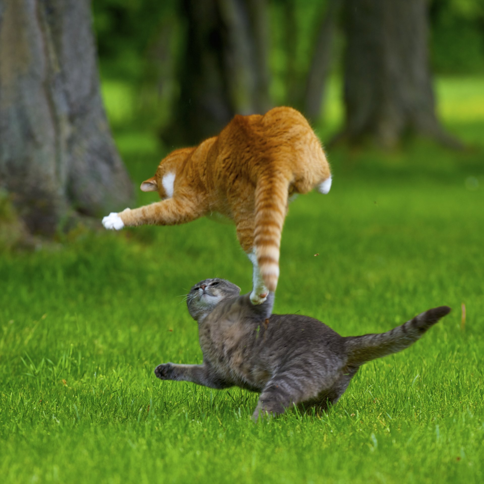 cat attacks grass turf