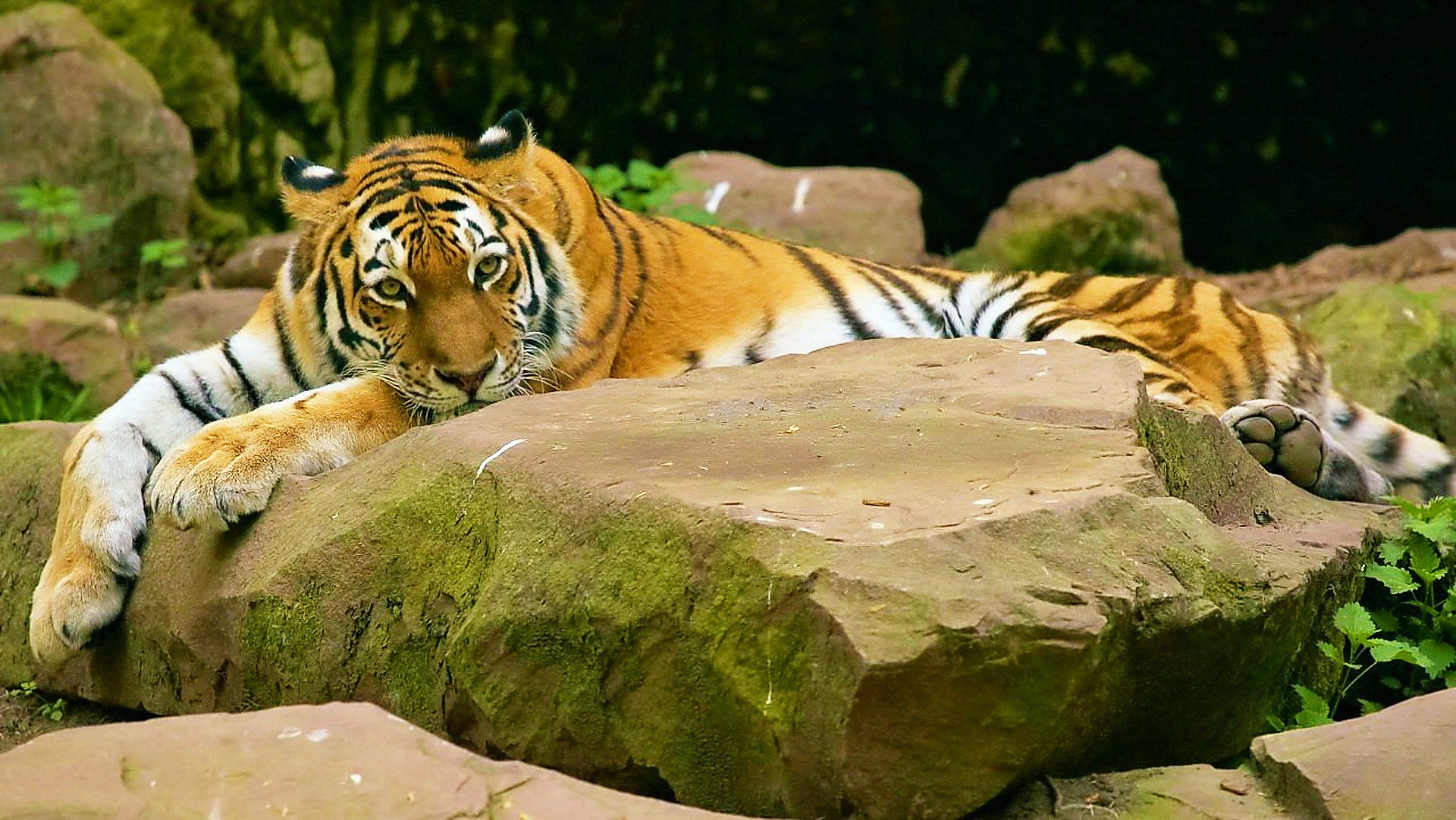 tigre se trouve vue moustachu rayé pierres