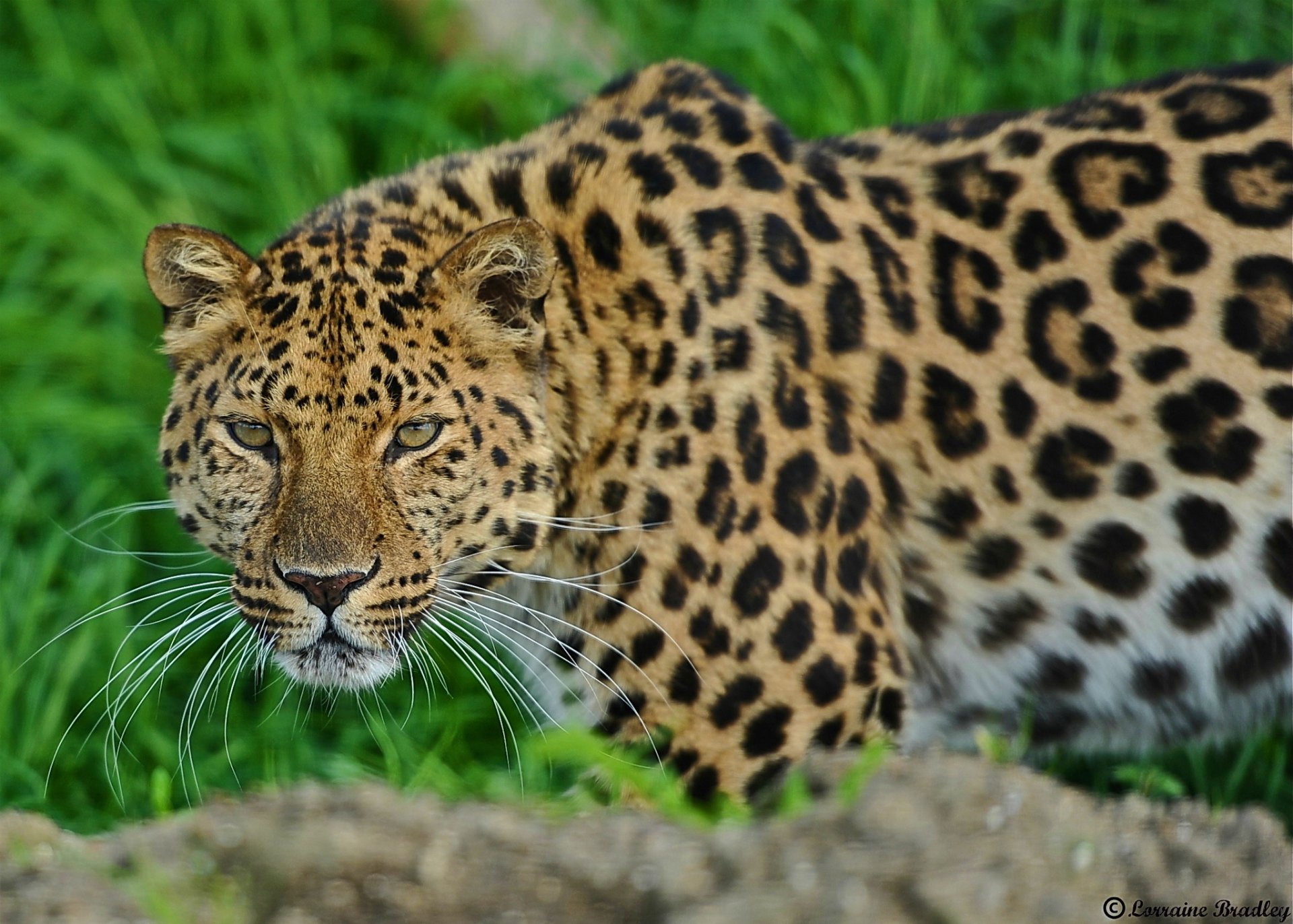 leopard schnauze steht schaut