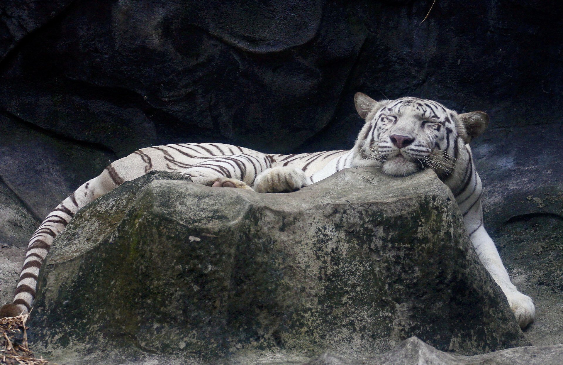 tiger weiß liegt schläft stein zufriedene schnauze