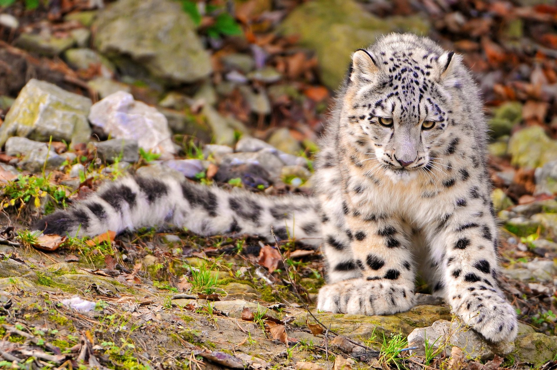 leopardo de las nieves irbis hocico patas peludo triste