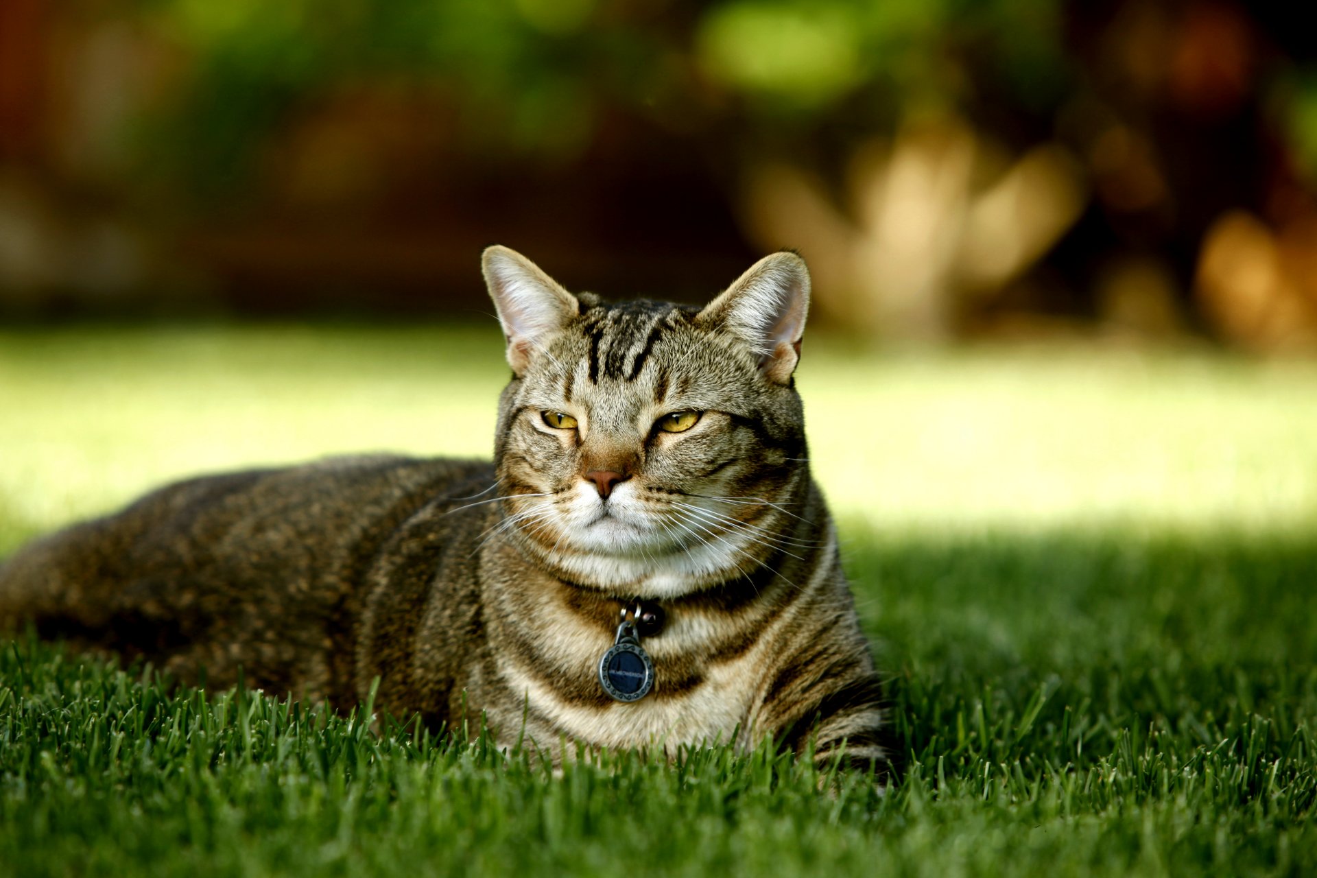 gatto una specie di tartaruga britannica purosangue natura erba