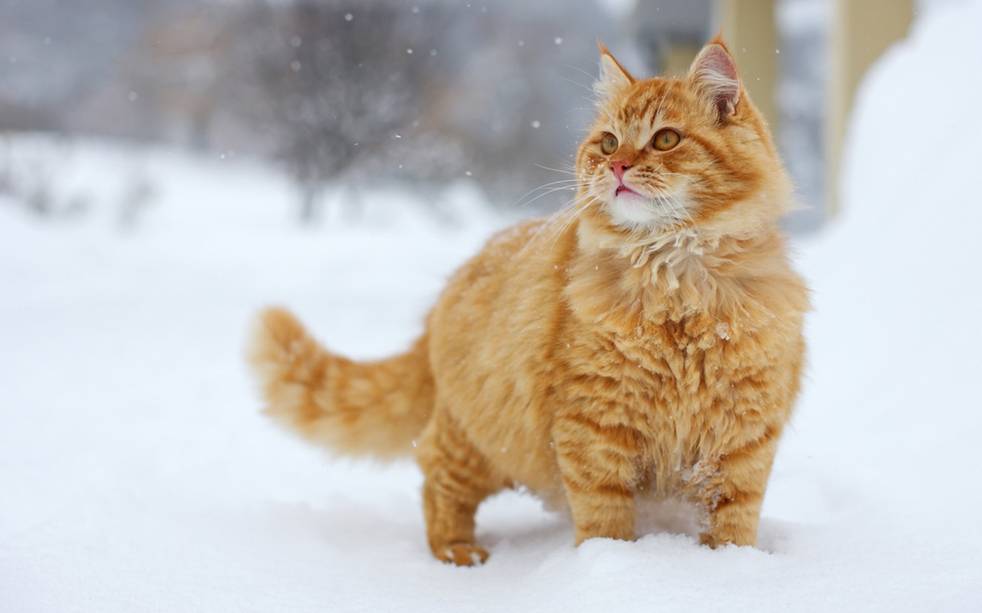 cat snow red