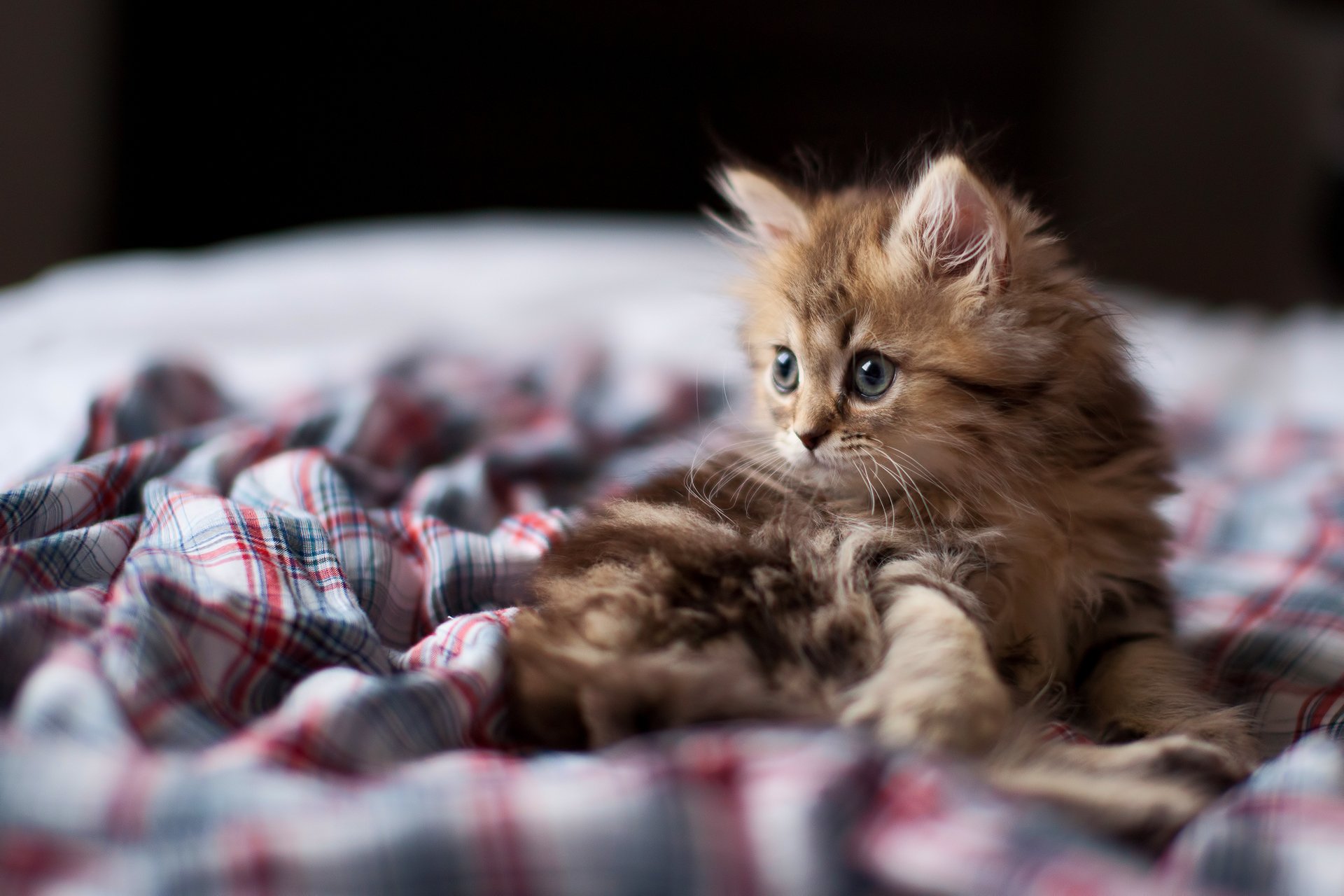 gattino gatto gatto sguardo muso margherita messa a fuoco