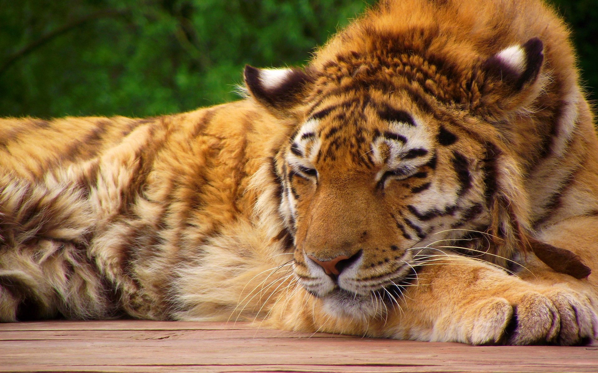 tigre muso zampe addormentato gatto rosso a strisce