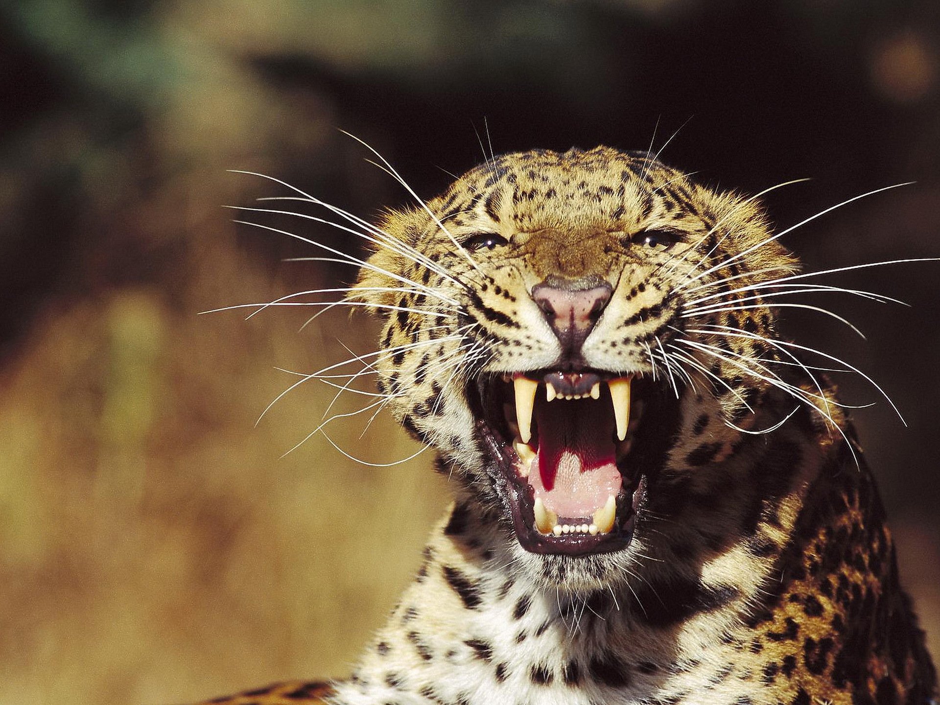 leopardo hocico bigote mirada sonrisa amenaza gato salvaje enfurecido