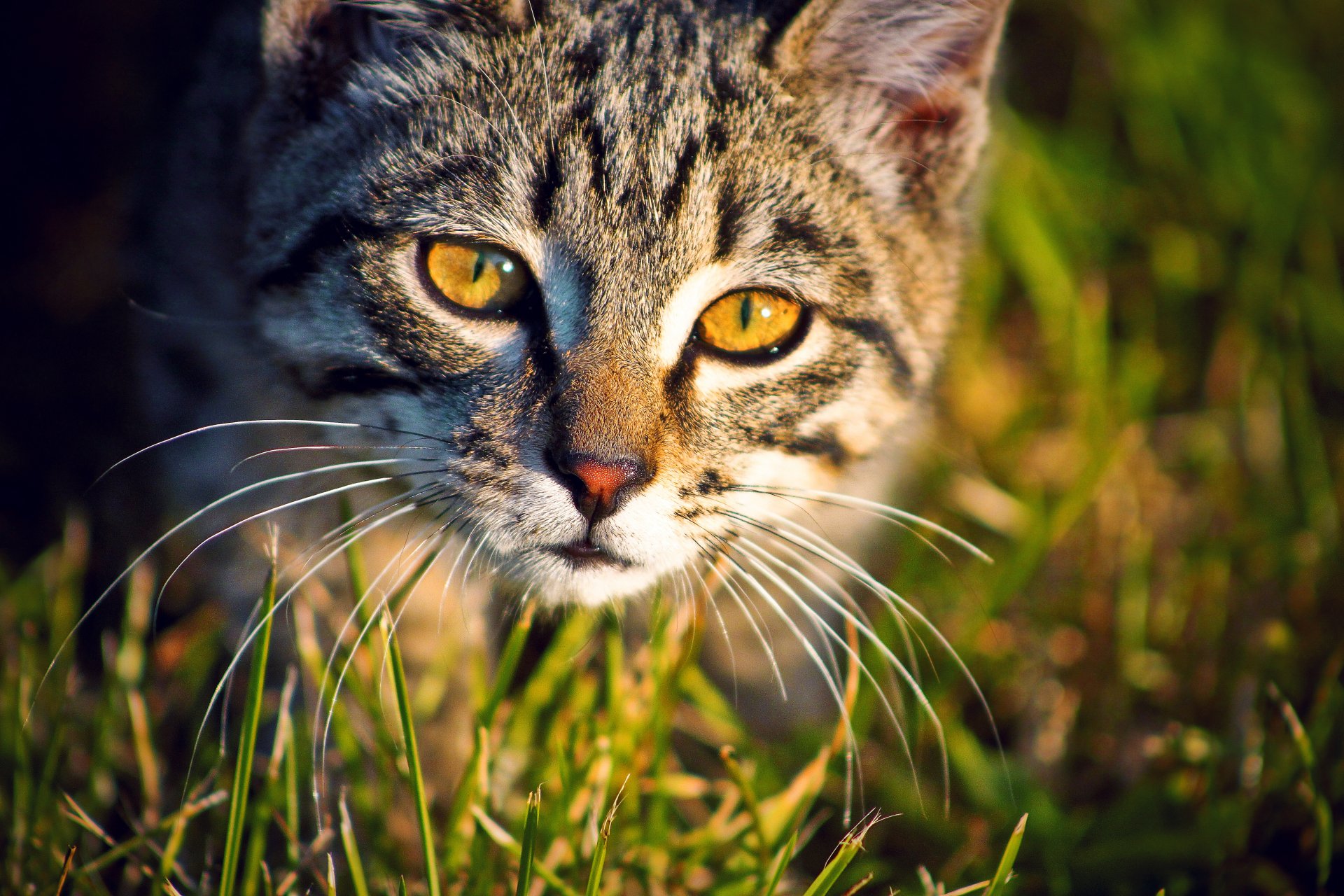 animales gato sima ojos mirada fotógrafo ann_ann