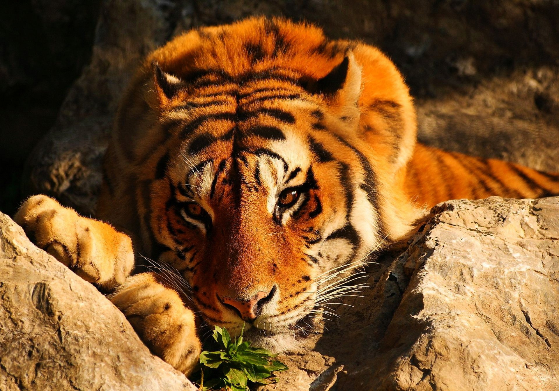 tiger rot liegt steine blick nachdenklich