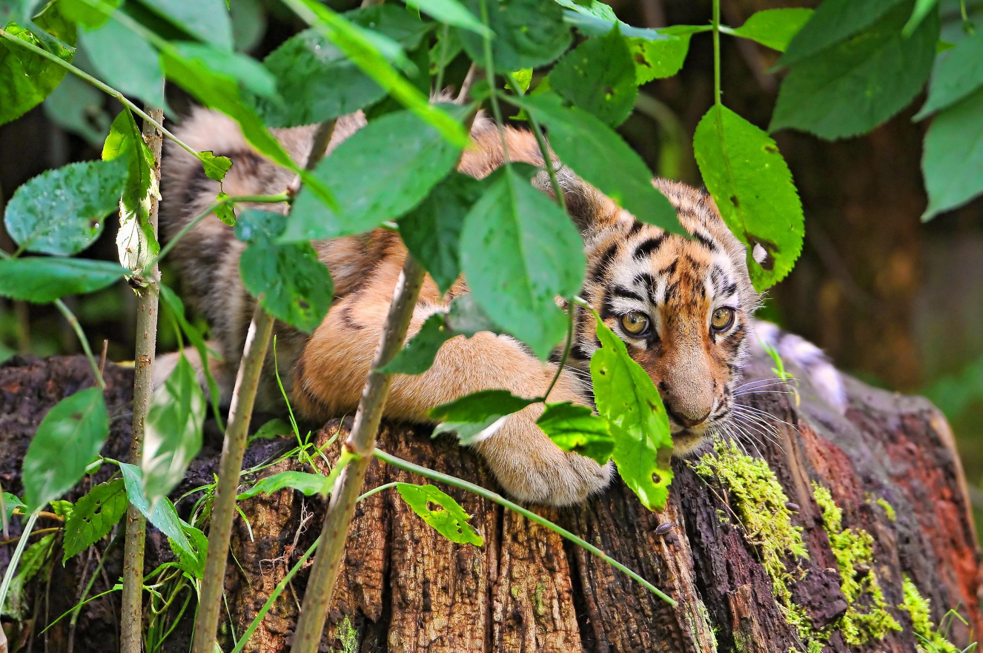 tiger versteckt sich busch laub